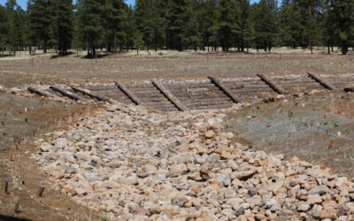 North Paintbrush On Forest