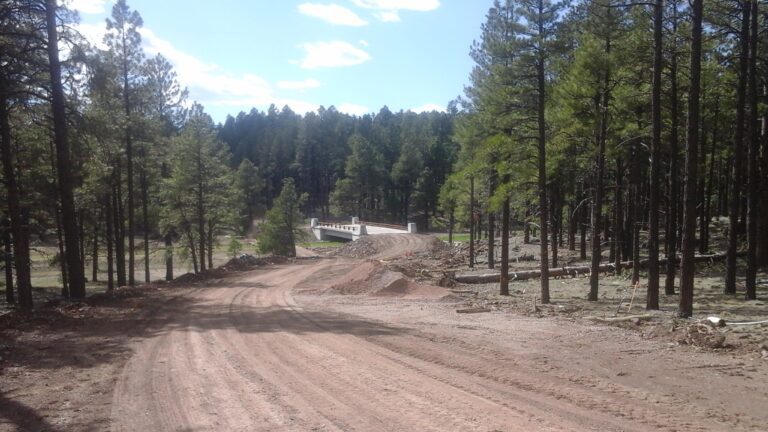 Road leading through pine trees to a bridge